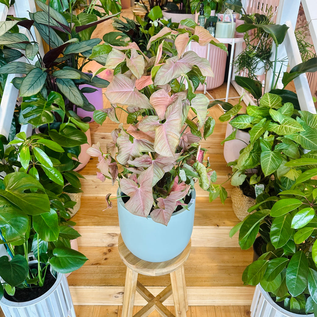 Syngonium Neon - 200mm (Pot Combo Option)