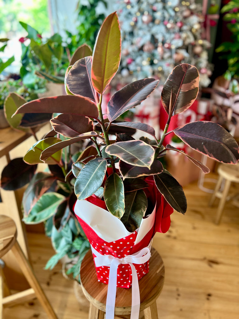 Ruby Rubber Tree Gift Wrapped 200mm