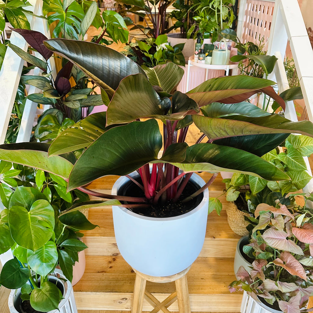 Philodendron Rojo Congo - 300mm (Pot Combo Option)