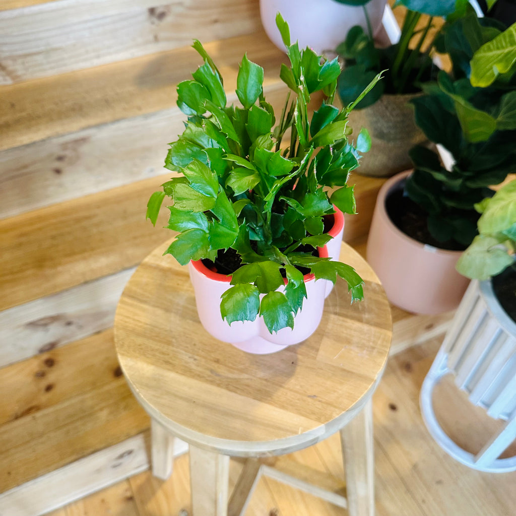 Zygo Cactus - 95mm (Pot Combo Option)