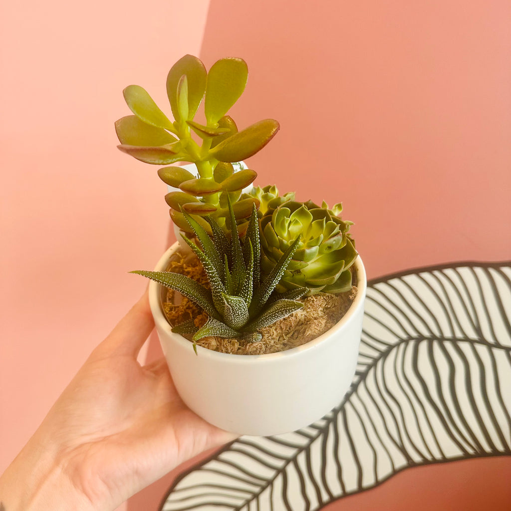 Succulent bowl