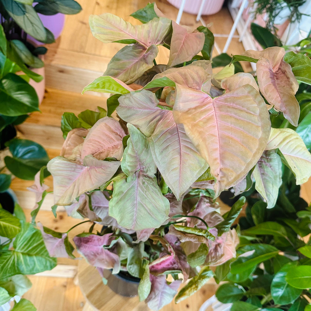 Syngonium Neon - 200mm (Pot Combo Option)
