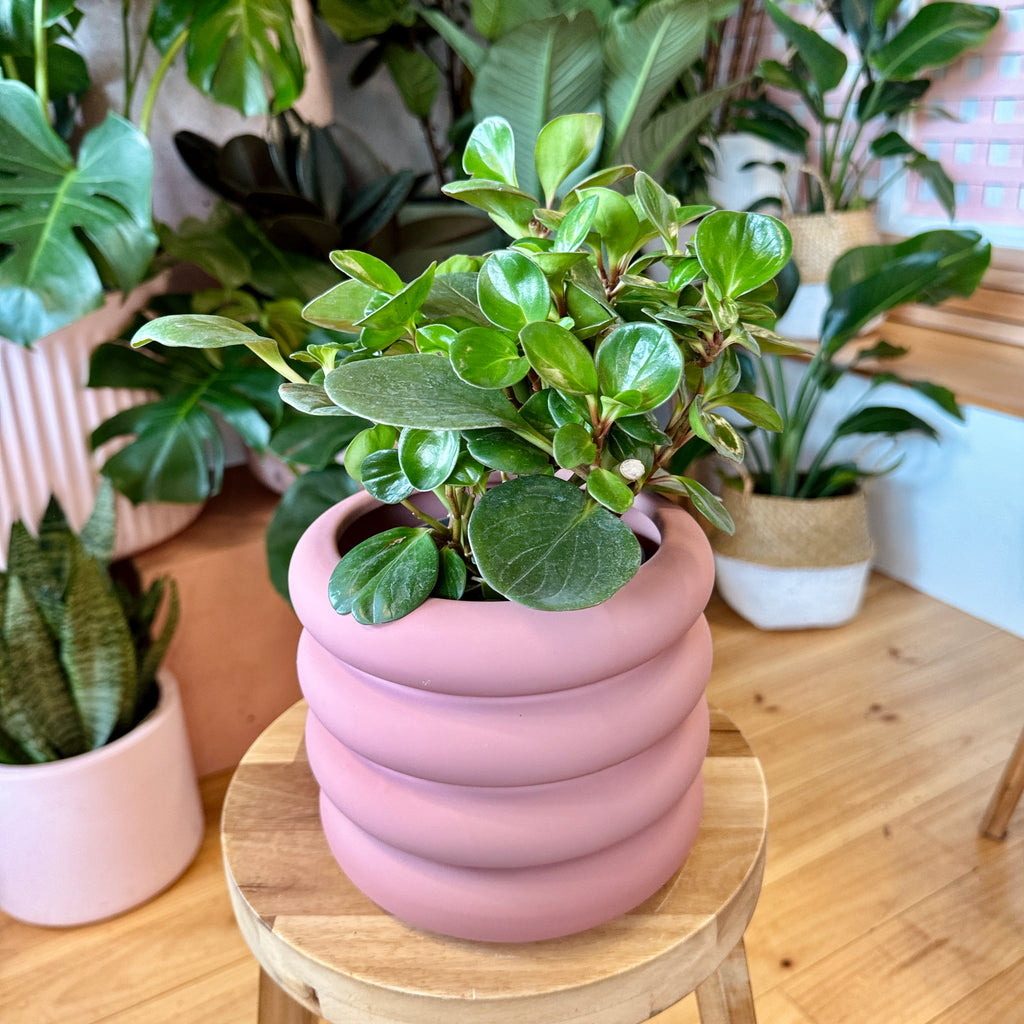 Dusty Rose Pot + Peperomia COMBO