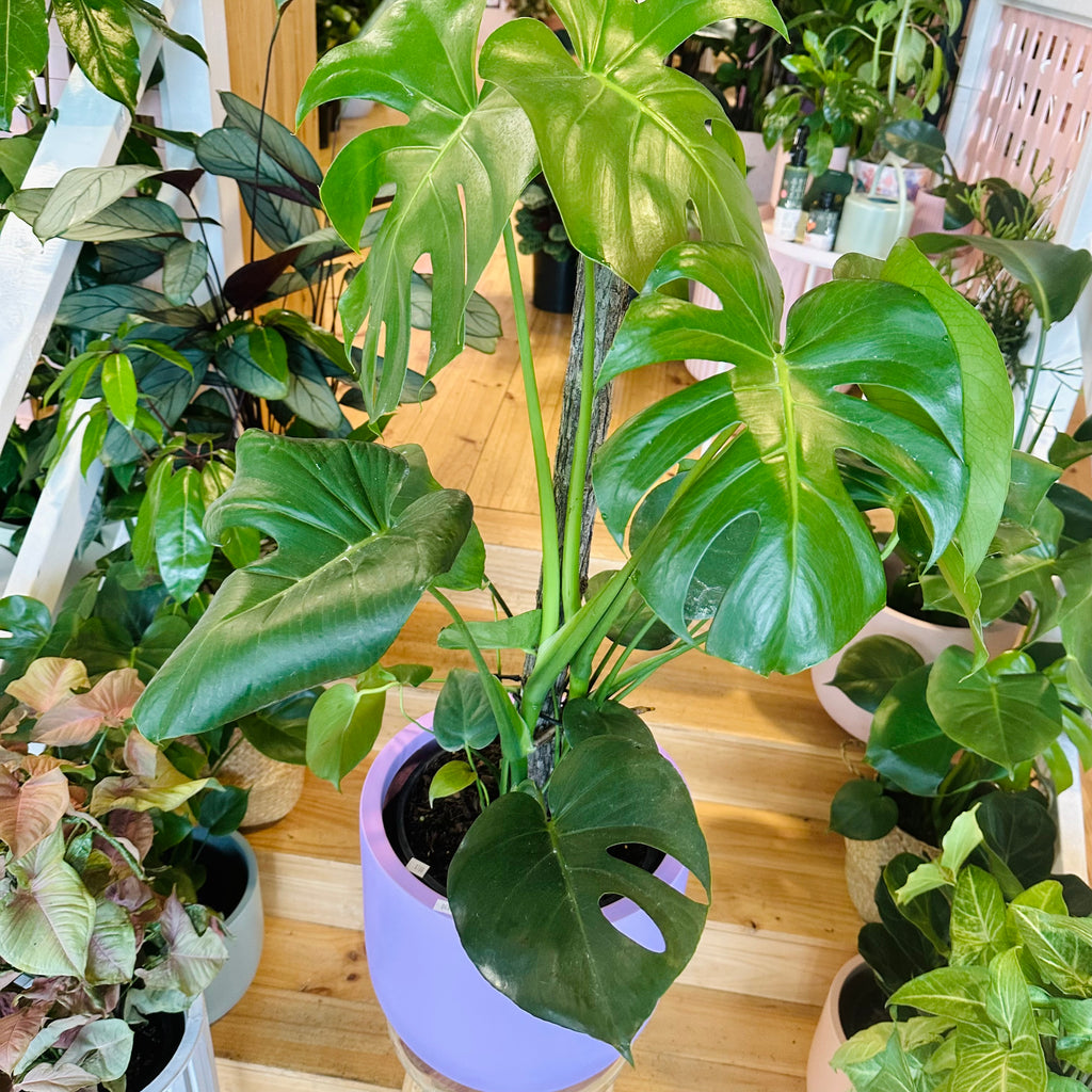 Monstera Deliciosa - 250mm (Pot Combo Option)