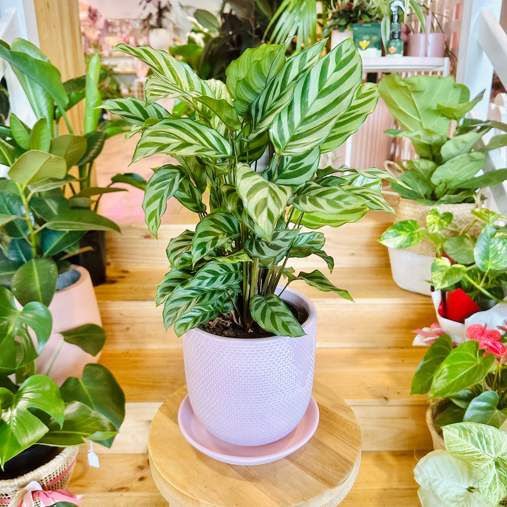 Freddy Calathea - 140mm (Pot Combo Option)