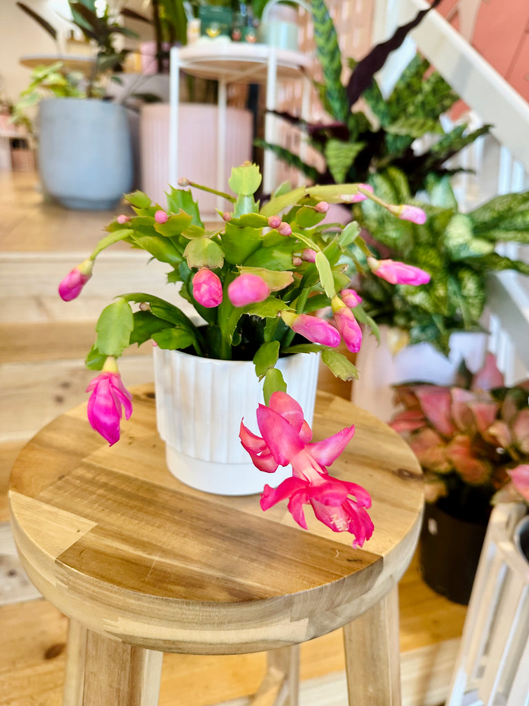 Zygo Cactus - 95mm (Pot Combo Option)