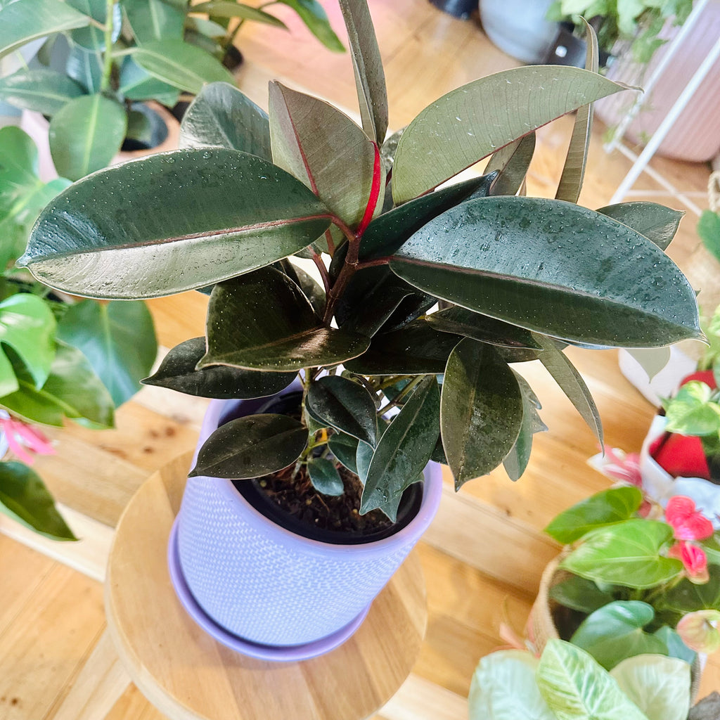 Ficus Elastica Burgundy - 140mm (Pot Combo Option)