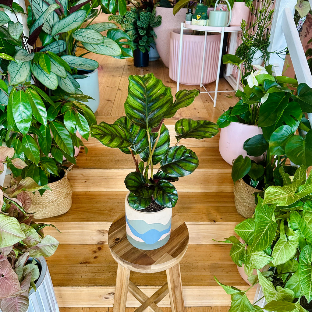 Pinstripe Fasciata Calathea - 140mm (Pot Combo Option)