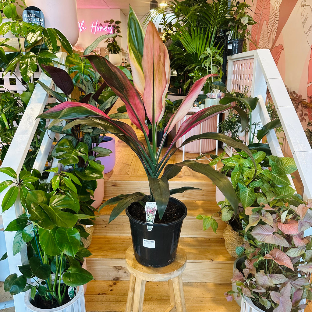 Cordyline Fruiticosa Hilo Rainbow - 250mm (Pot Combo Option)