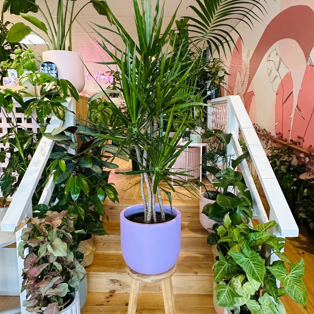 Madagascar Dragon Tree - 250mm (Pot Combo Option)