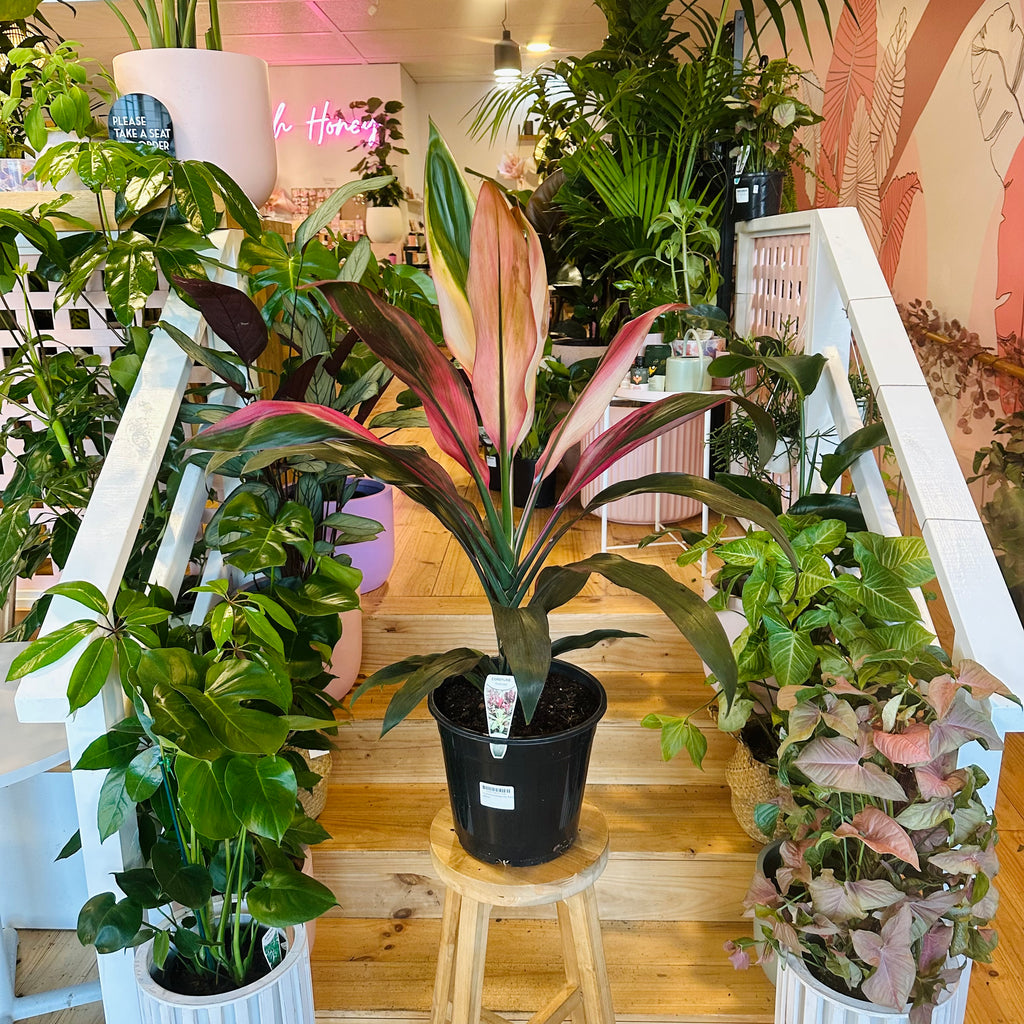 Cordyline Fruiticosa Hilo Rainbow - 250mm (Pot Combo Option)
