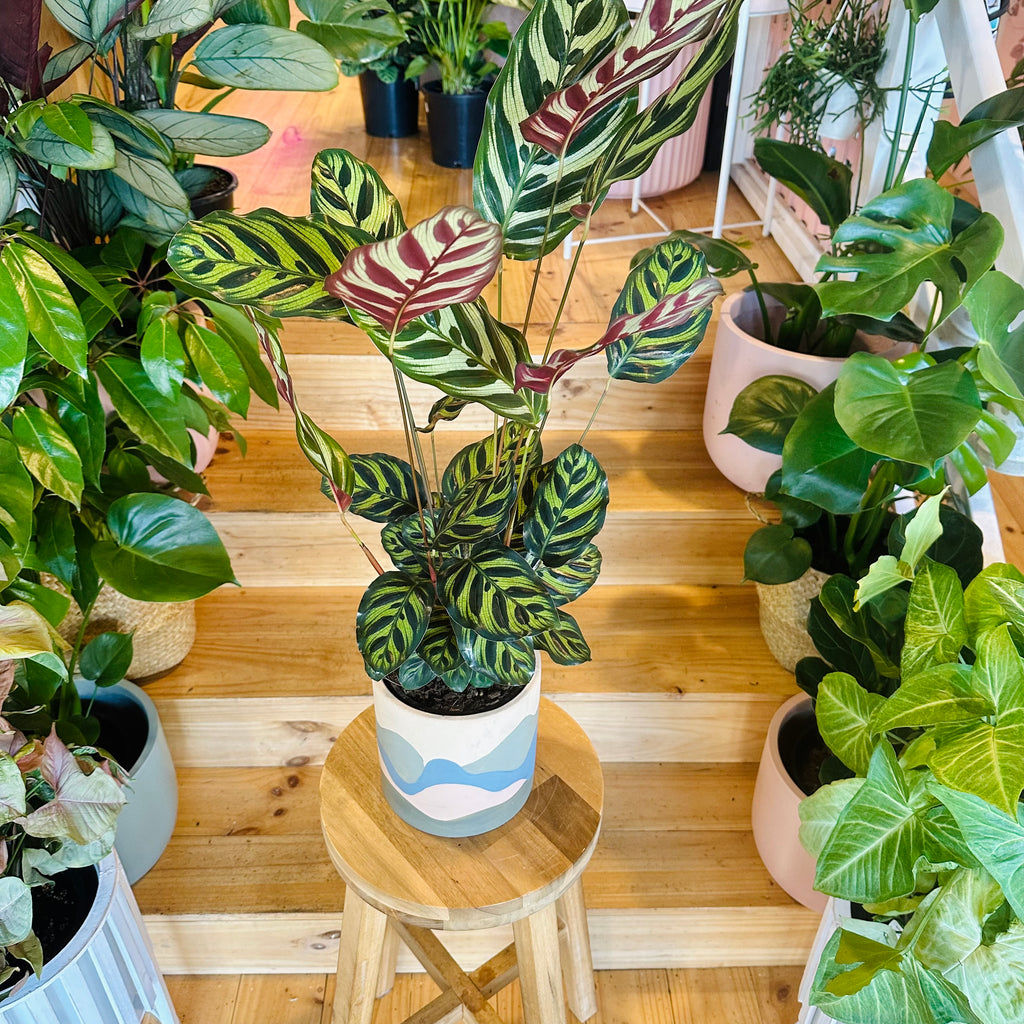 Peacock Calathea - 140mm (Pot Combo Option)