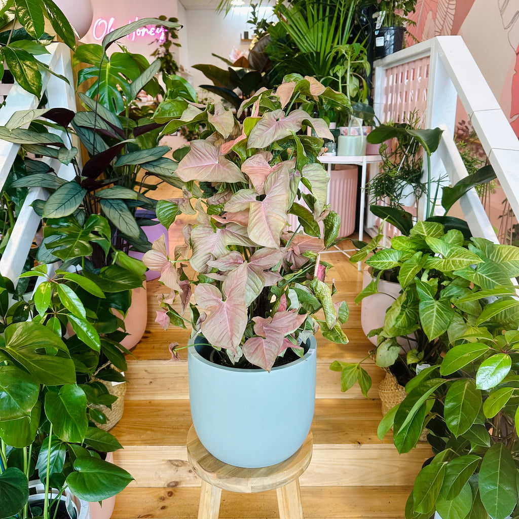 Syngonium Neon - 200mm (Pot Combo Option)