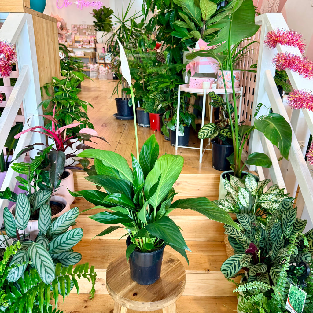 Peace Lily - 140mm (Pot Combo Option)