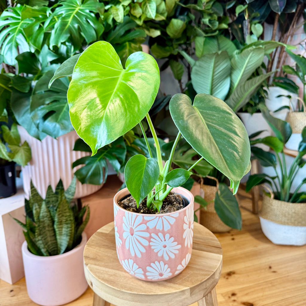 Monstera Deliciosa 120mm + Pot Combo