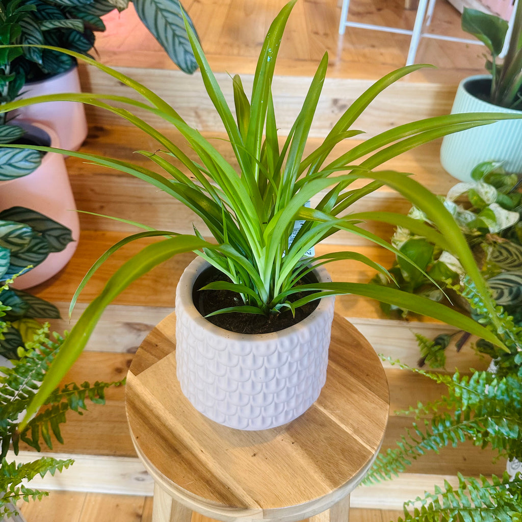 Green Spider Plant - 130mm (Pot Combo Option)