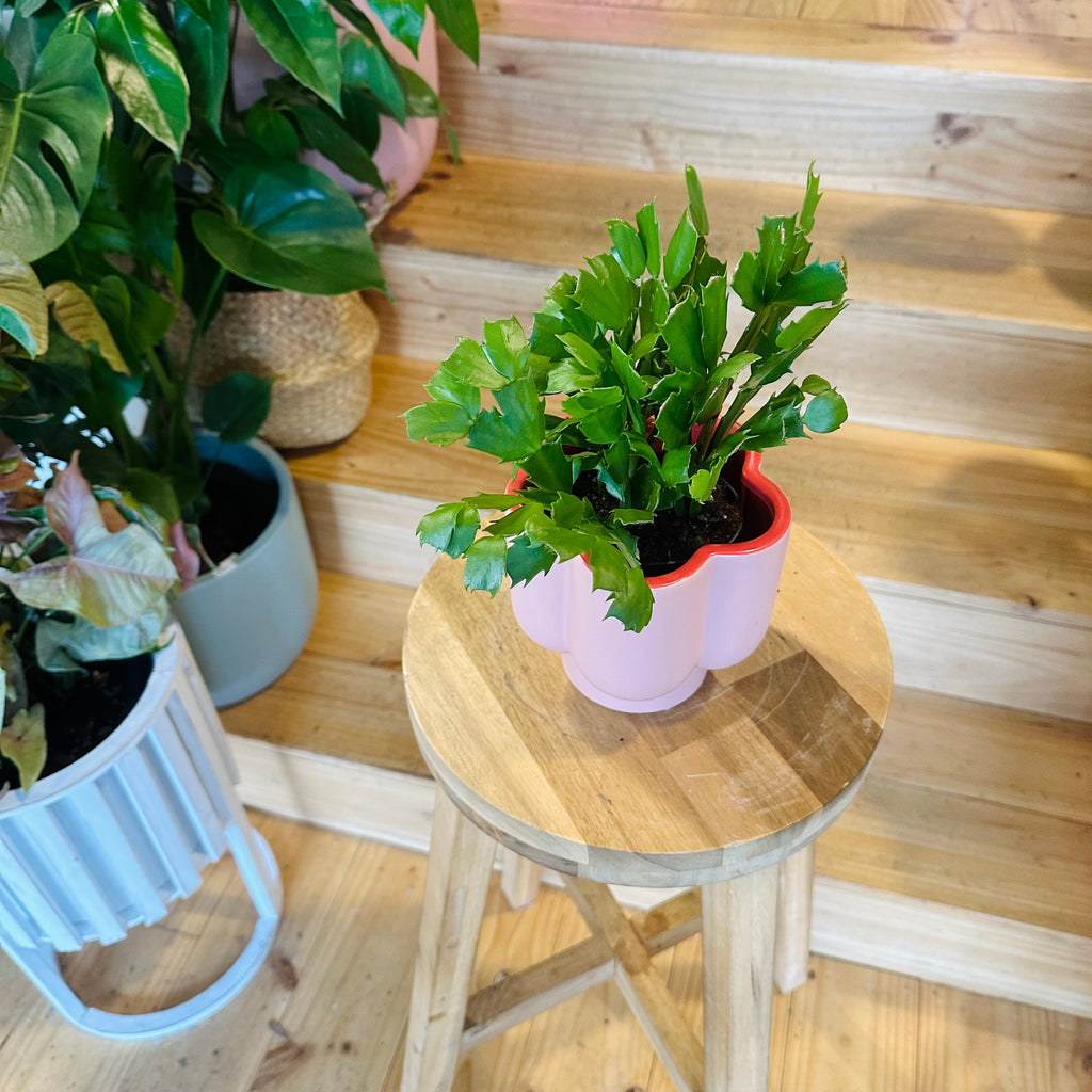 Zygo Cactus - 95mm (Pot Combo Option)