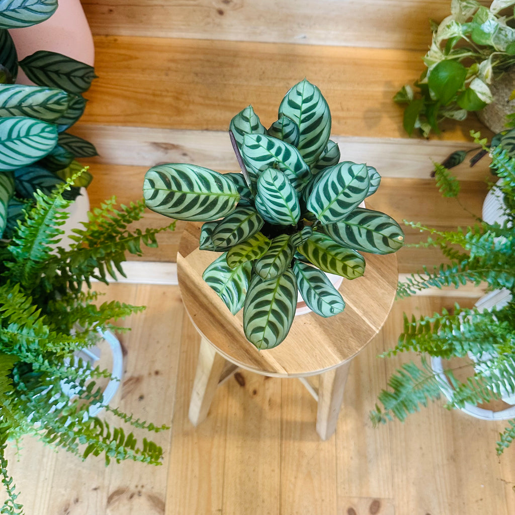 Fishbone Calathea - 130mm (Pot Combo Option)