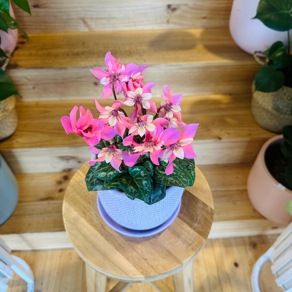 Cyclamen - 120mm (Pot Combo Option)