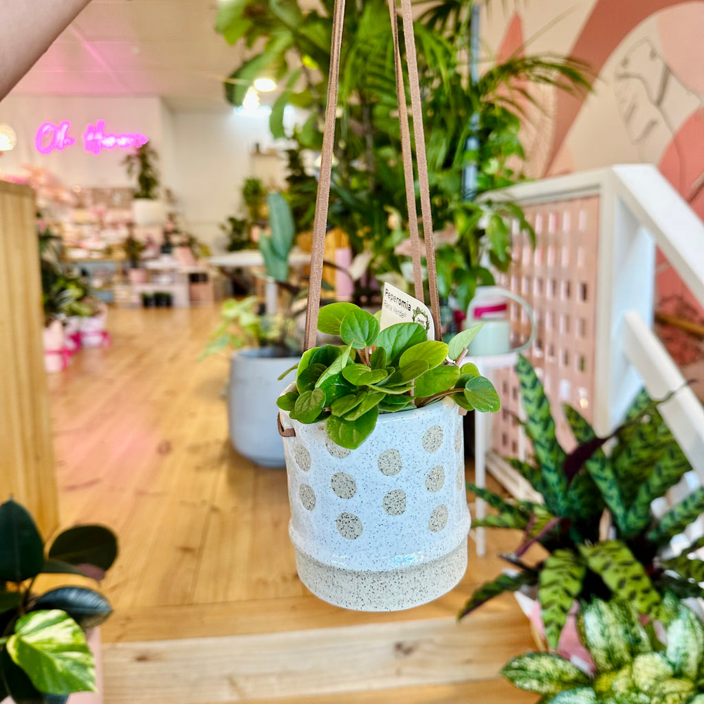 Mini Hanging Basket & Plant Combo