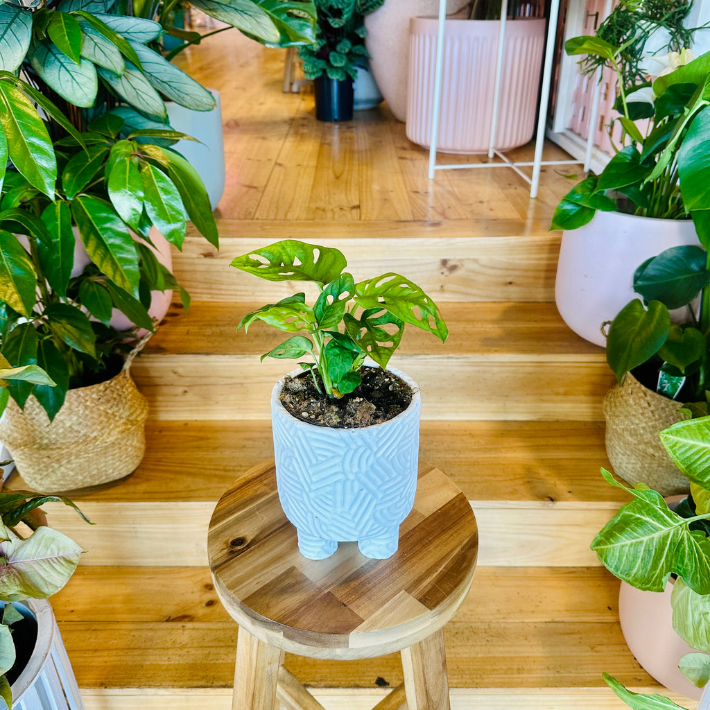 Trailing Plant - 120mm (Pot Combo Option)