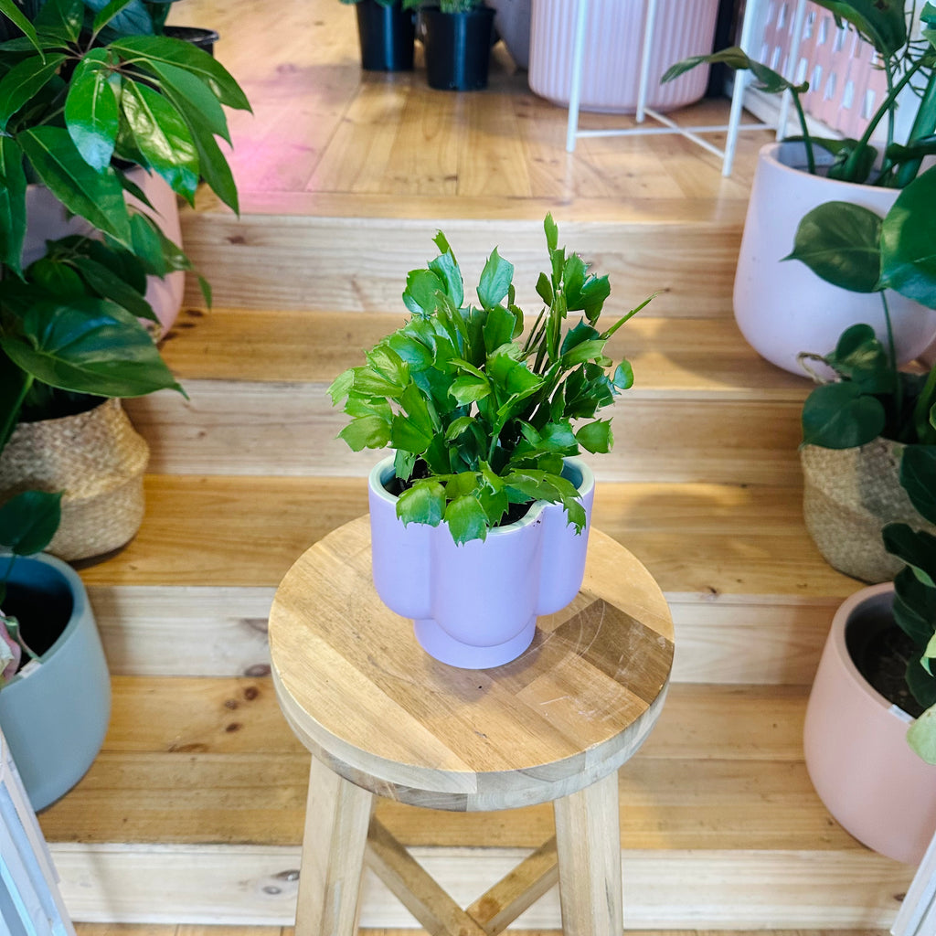 Zygo Cactus - 95mm (Pot Combo Option)