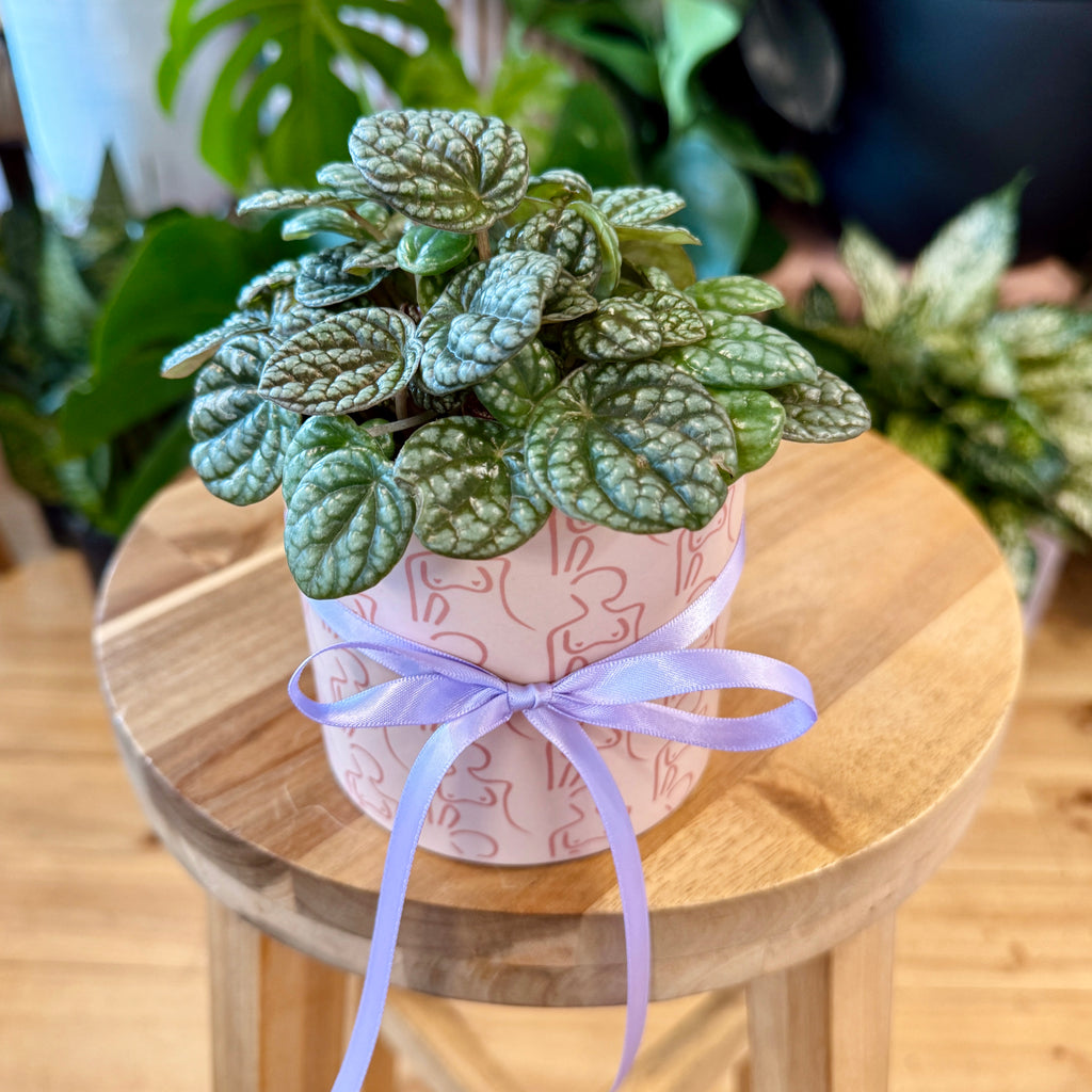 Peperomia Burbella 95mm + Pot Combo