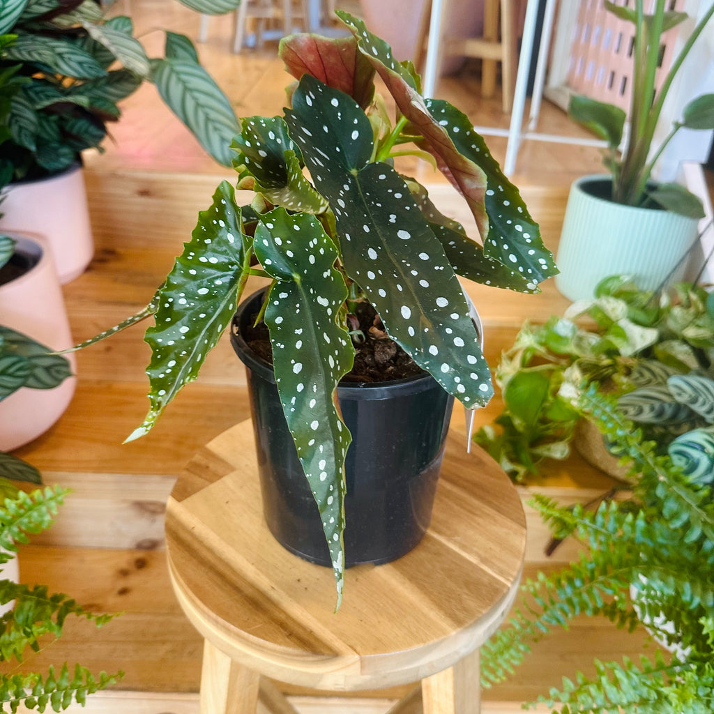 Begonia ‘Polka Dot’ - 170mm