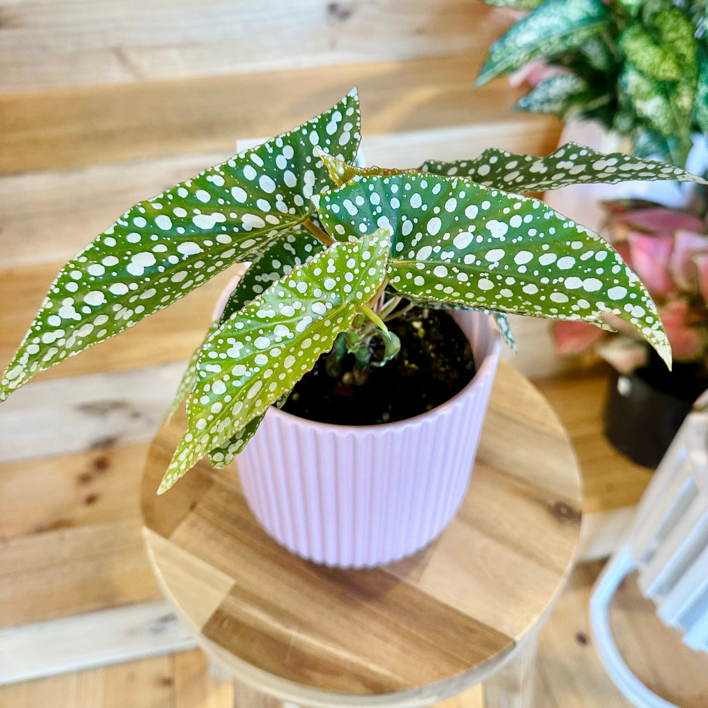 Begonia Hotspot - 120mm (Pot Combo Option)