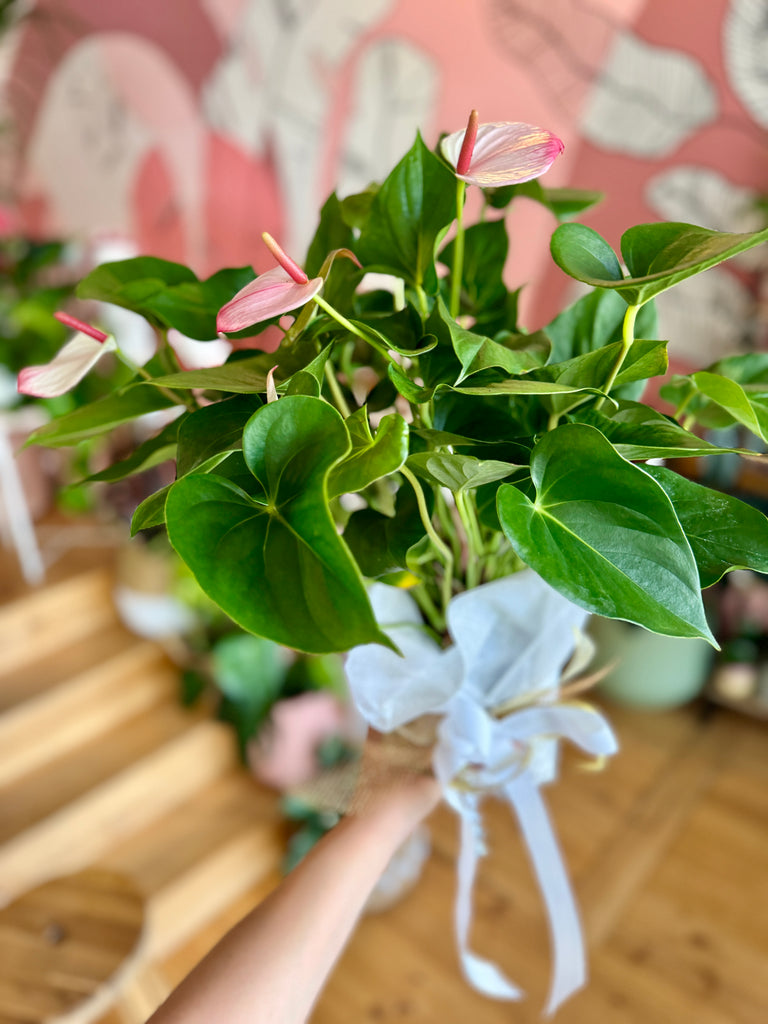 Pink Flamingo Anthurium 140mm Gift Wrapped