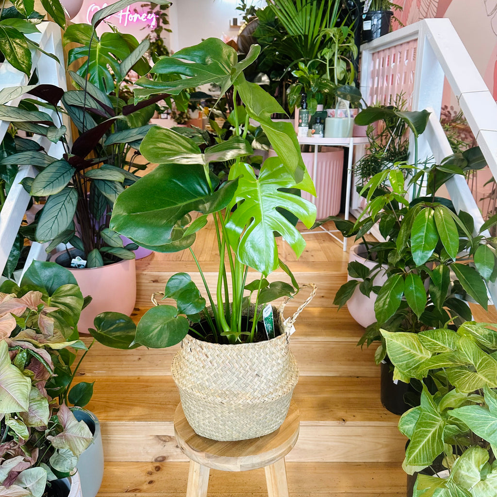 Monstera Deliciosa - 200mm (Pot Combo Option)