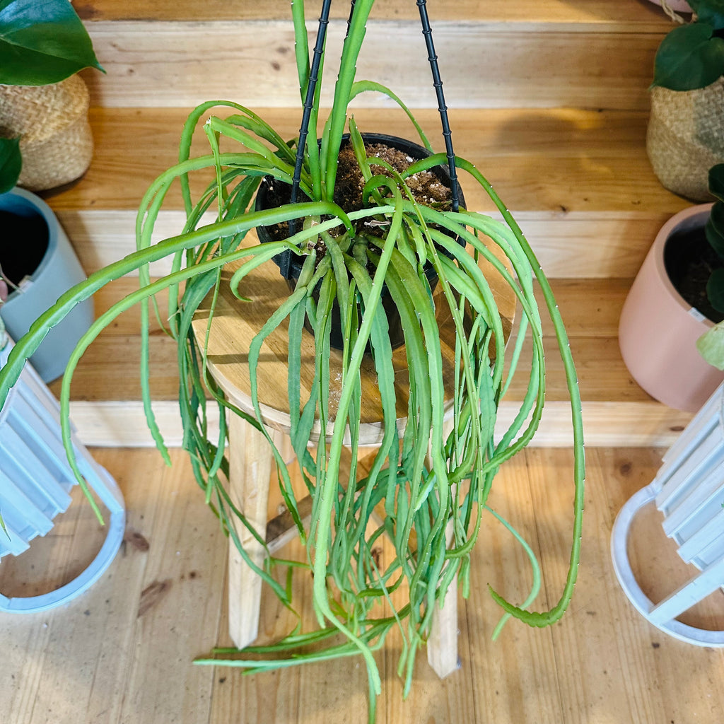 Cactus (Hanging Baskets) - 140mm