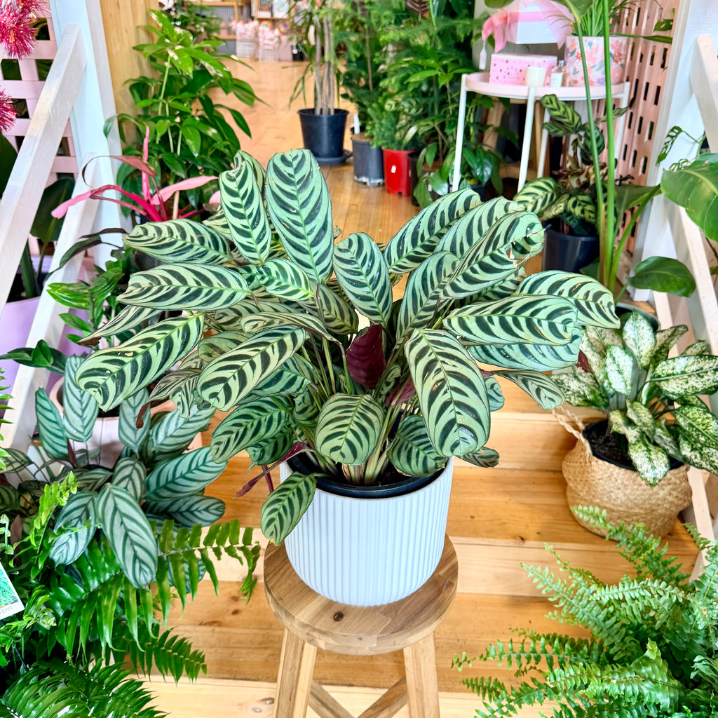 Fishbone Calathea - 200mm (Pot Combo Option)