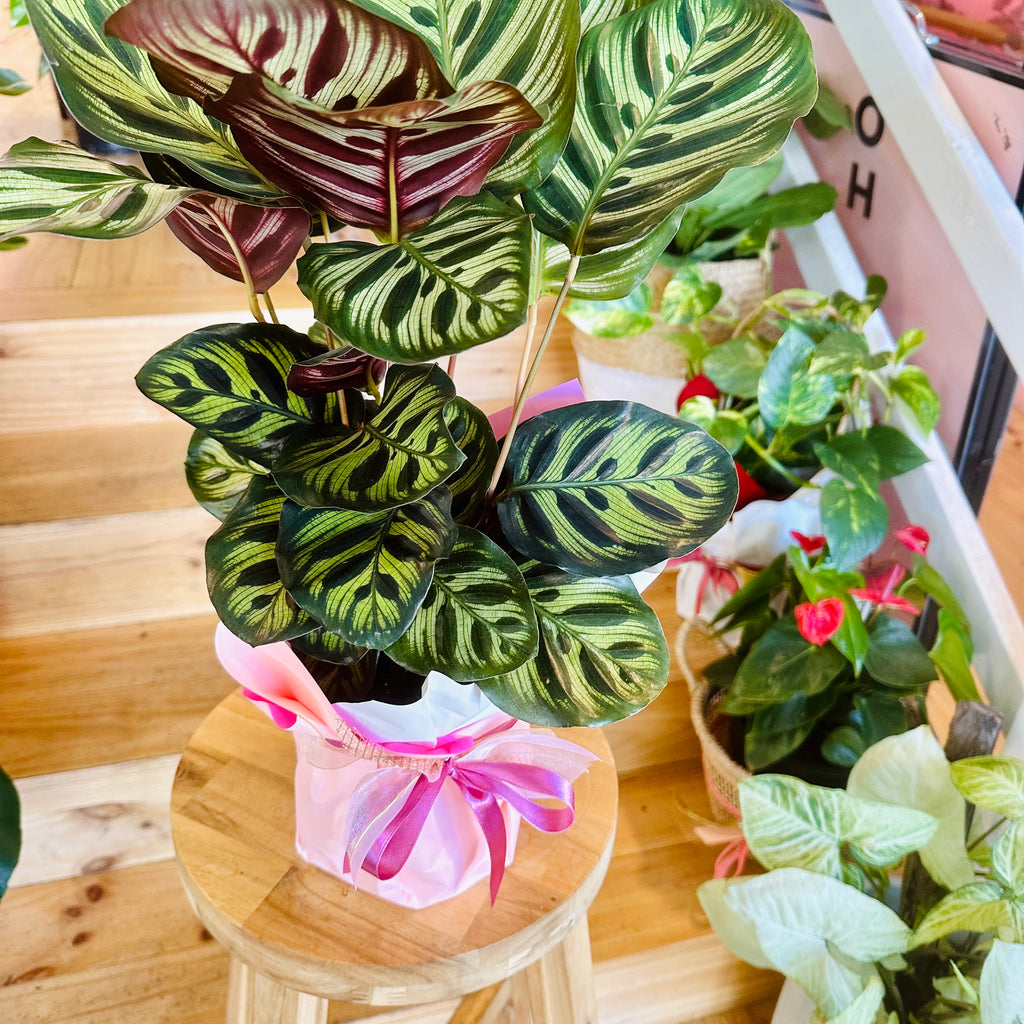 Peacock Calathea - 140mm (Pot Combo Option)