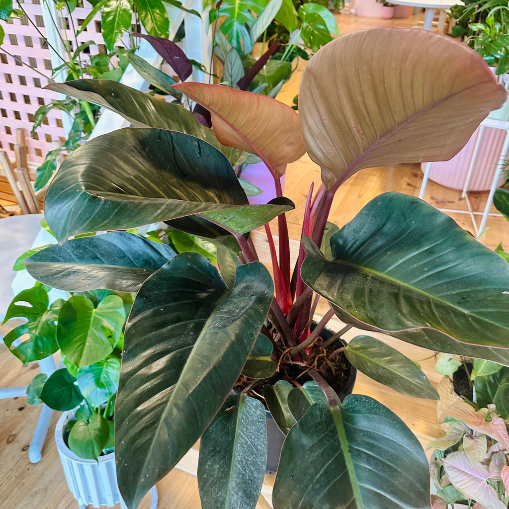 Philodendron Rojo Congo - 300mm (Pot Combo Option)