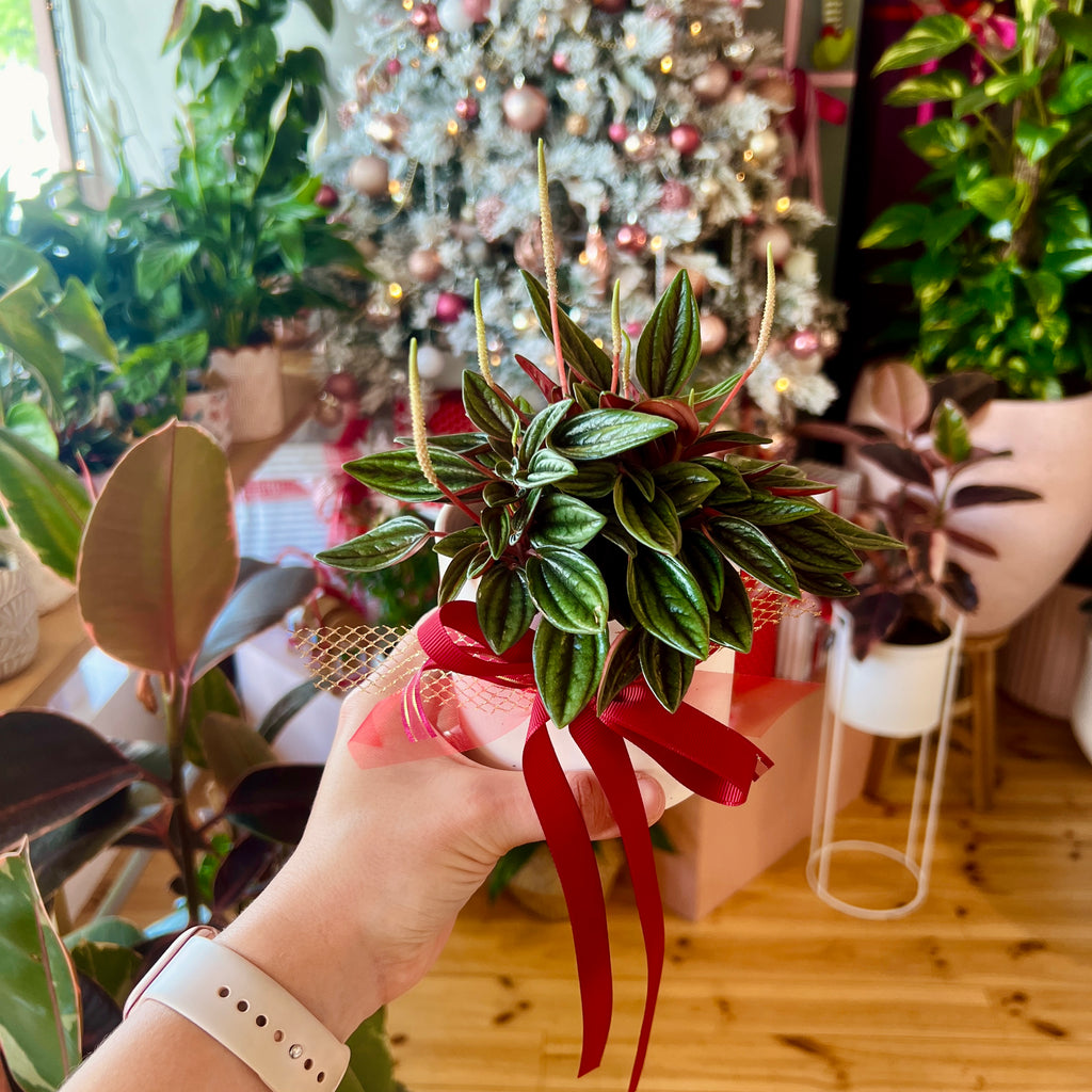 Peperomia Rosso + Pot Combo 95mm