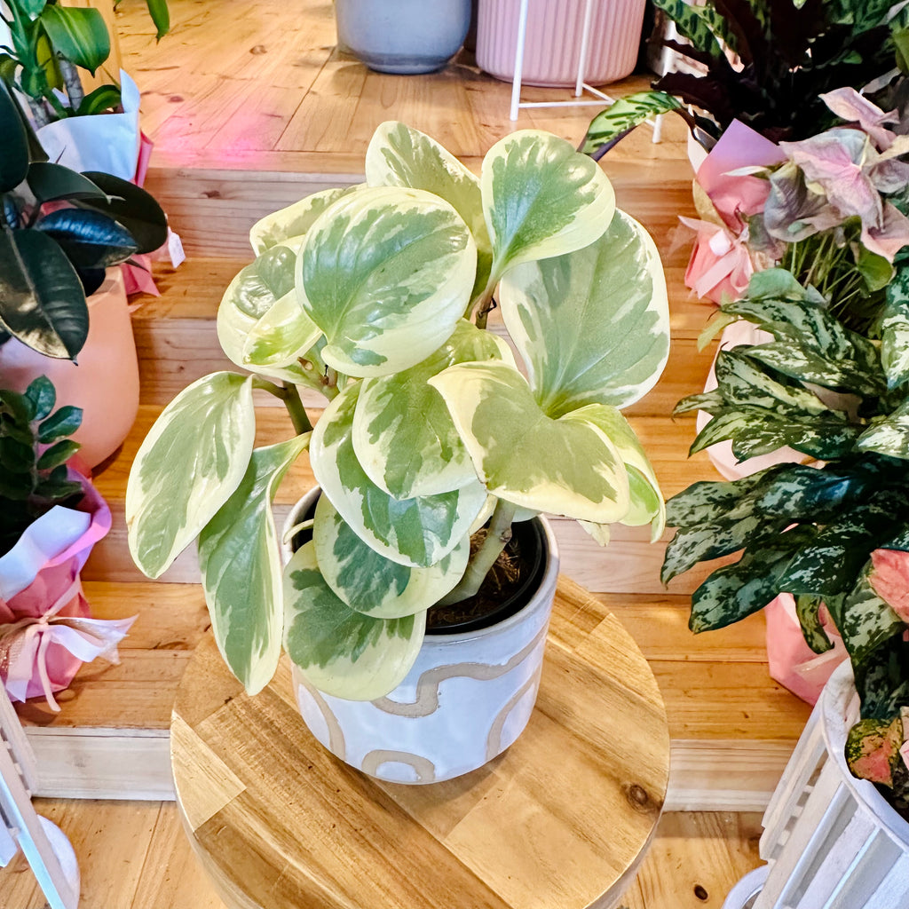 Peperomia Obtusifolia- 120mm (Pot Combo Option)