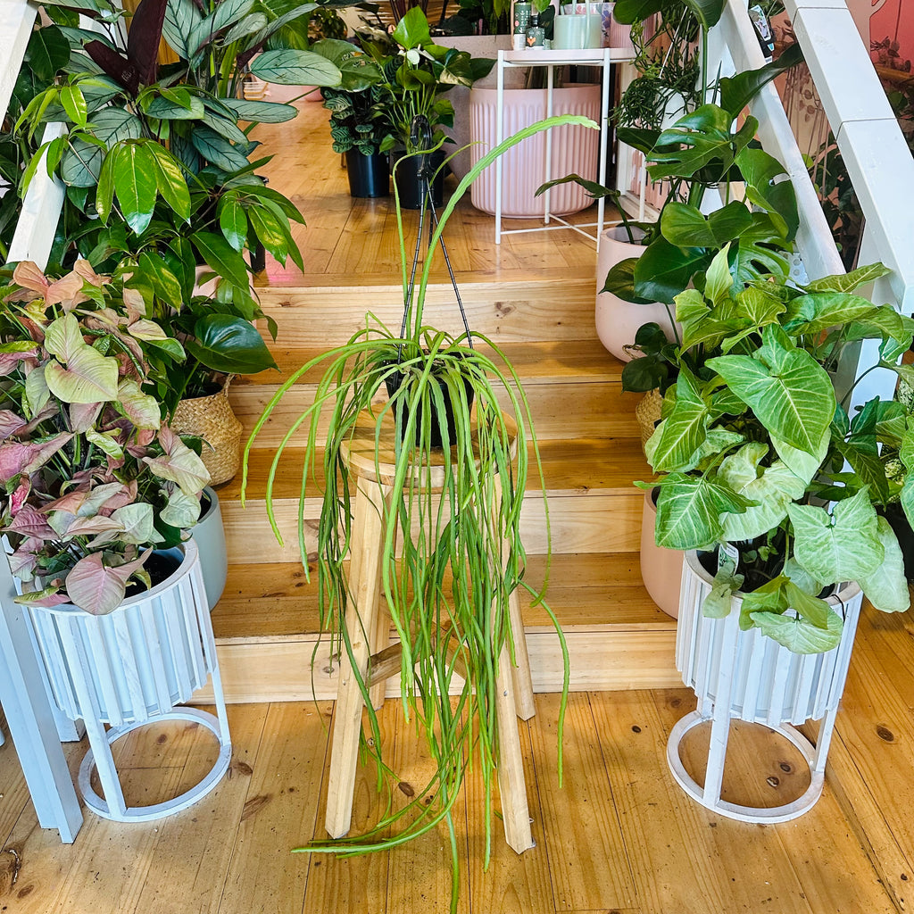 Cactus (Hanging Baskets) - 140mm