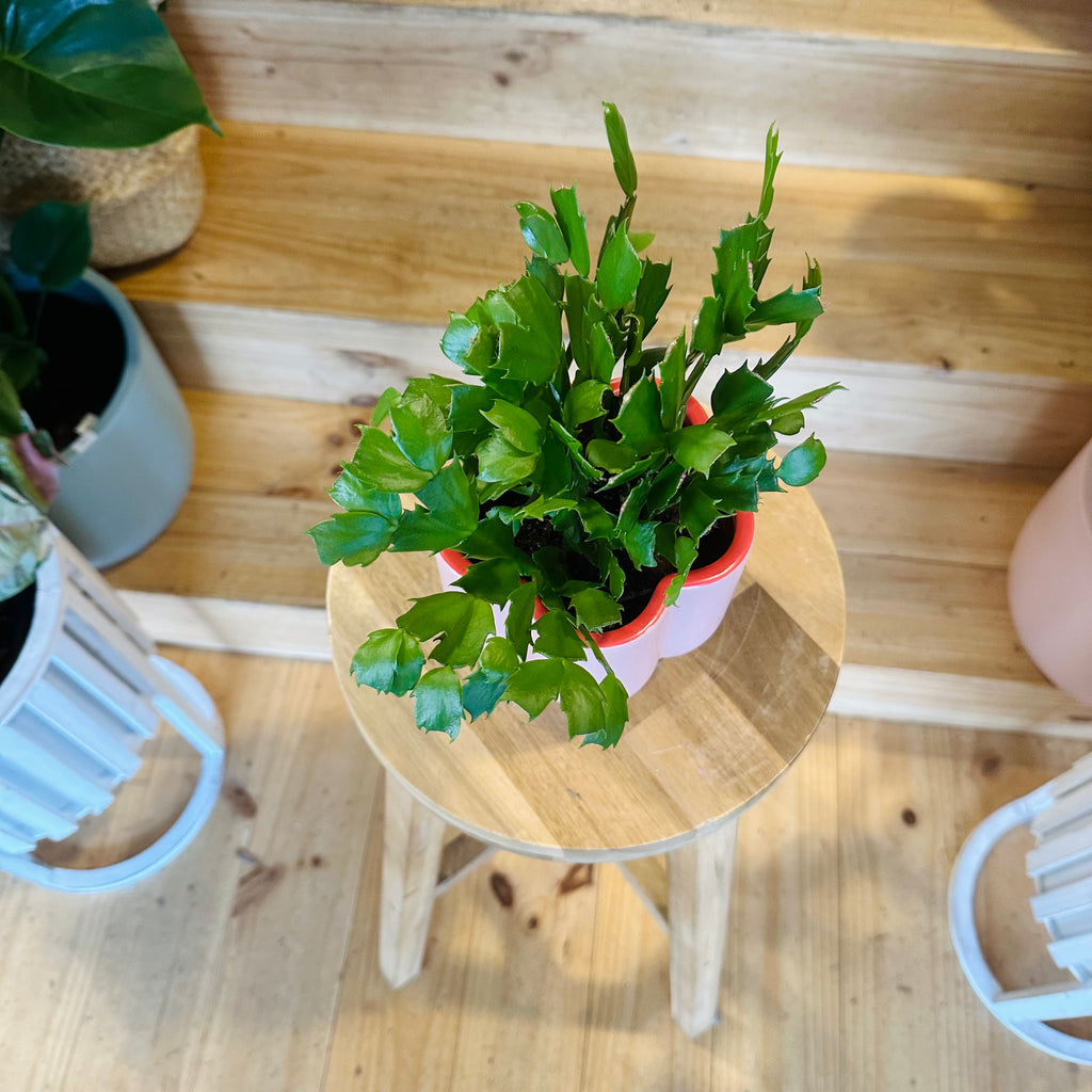 Zygo Cactus - 95mm (Pot Combo Option)