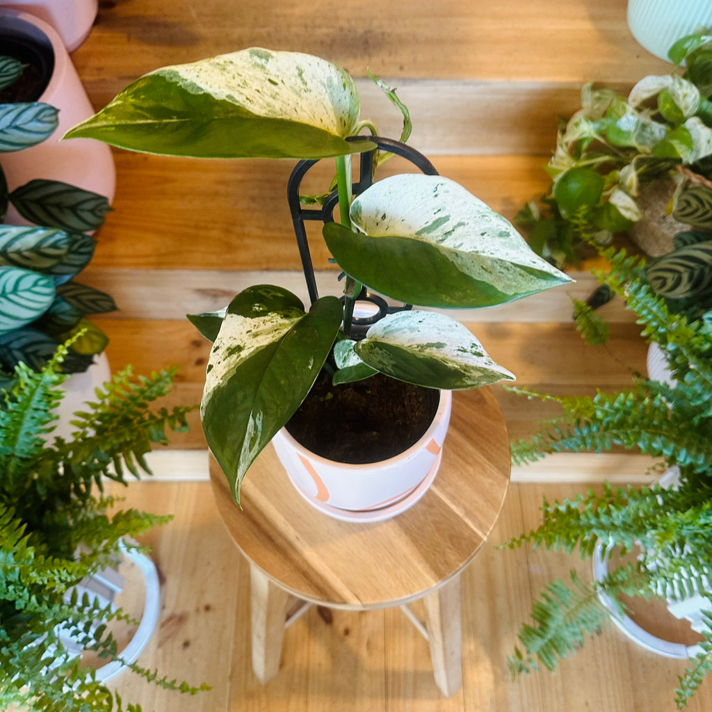 Pothos ‘Snow Queen’ - 130mm (Pot Combo Option)