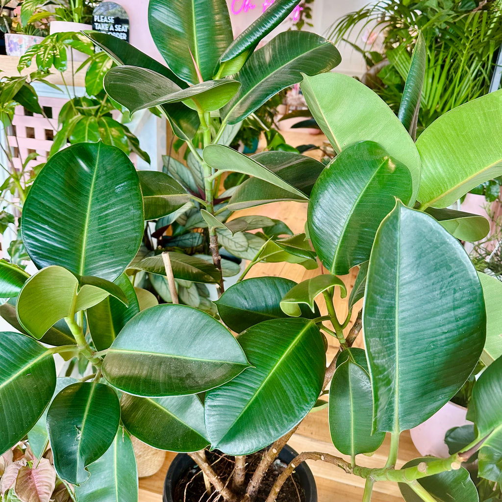 Ficus Elastica Rubber Tree (Robusta) - 300mm