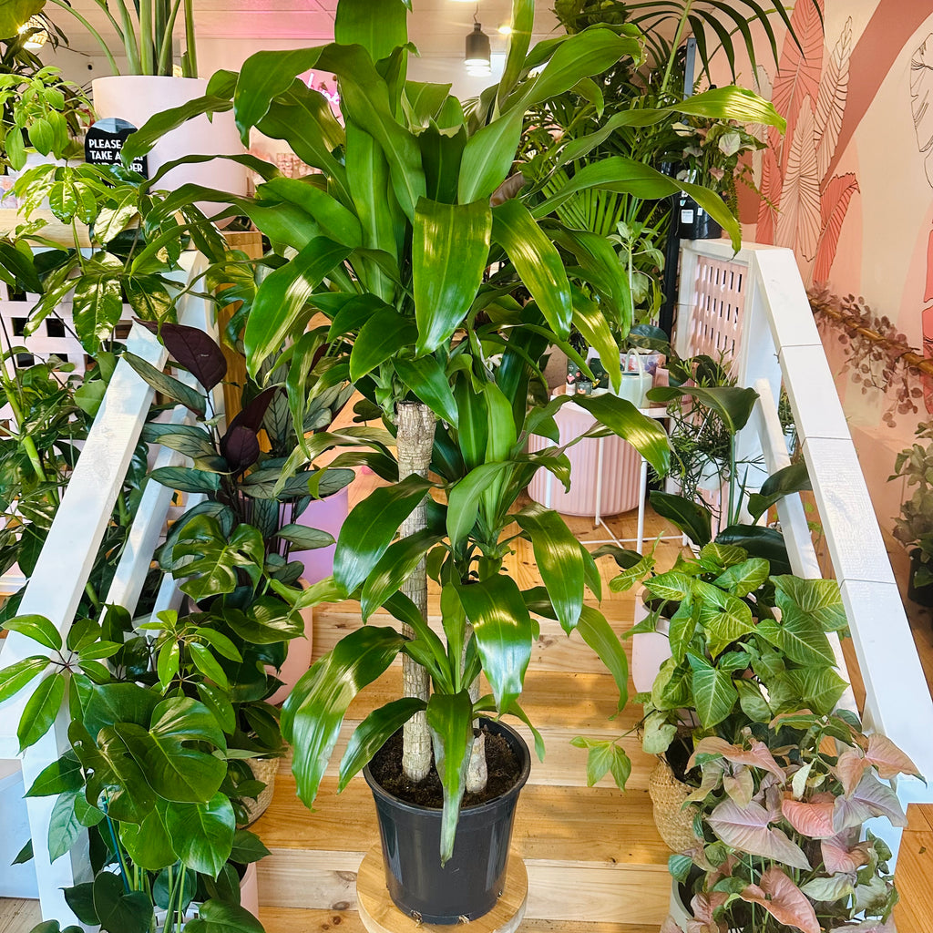 Happy Plant - 250mm