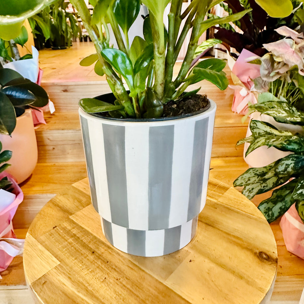 Peperomia Red Canyon - 120mm (Pot Combo Option)