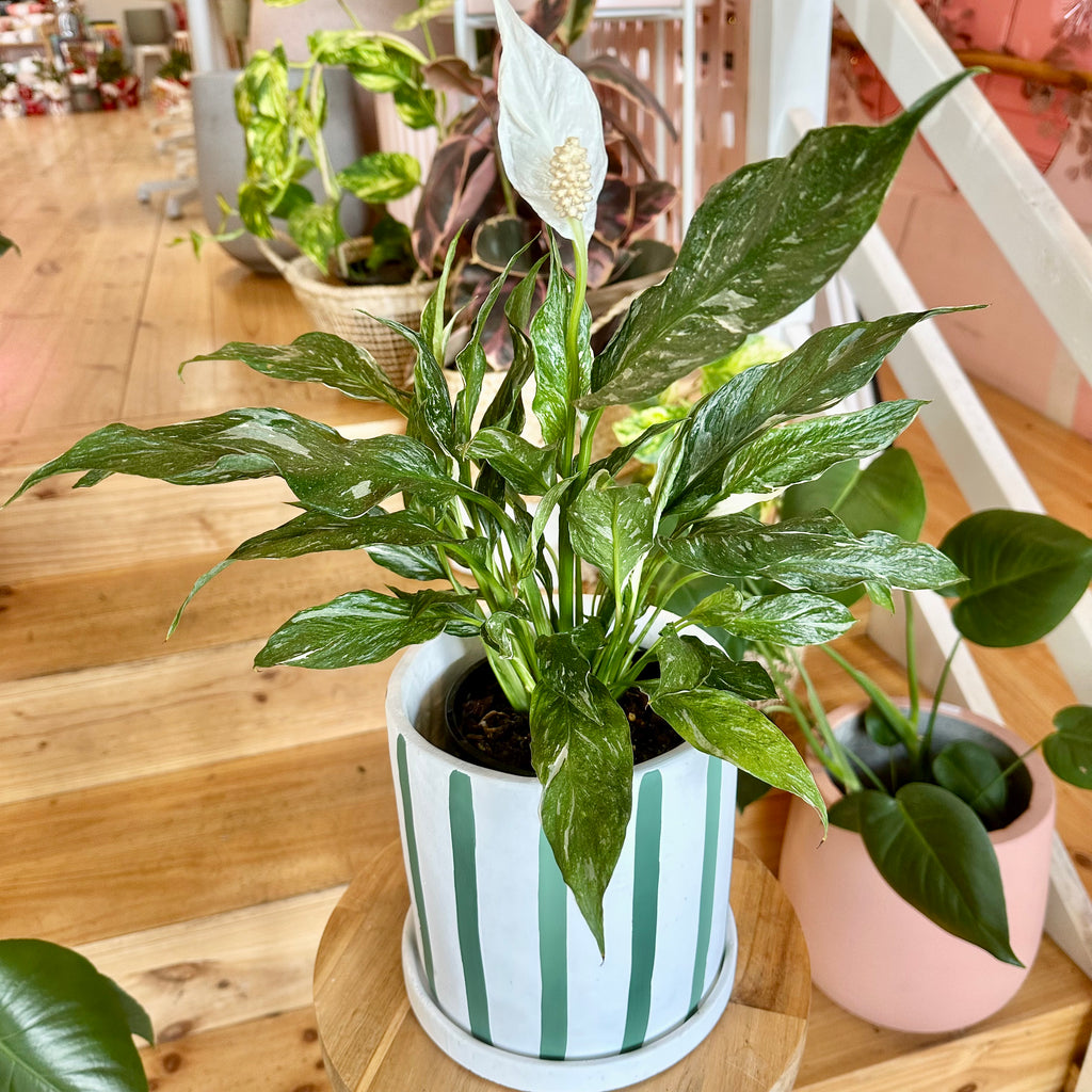 Domino Peace Lily 140mm