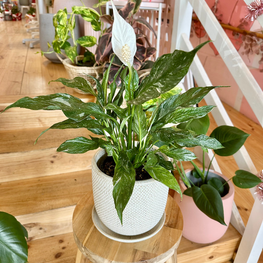 Domino Peace Lily 140mm