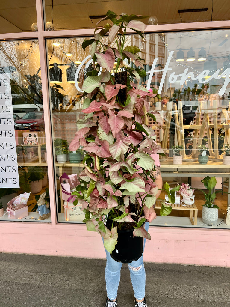 Syngonium Neon Totem 250mm