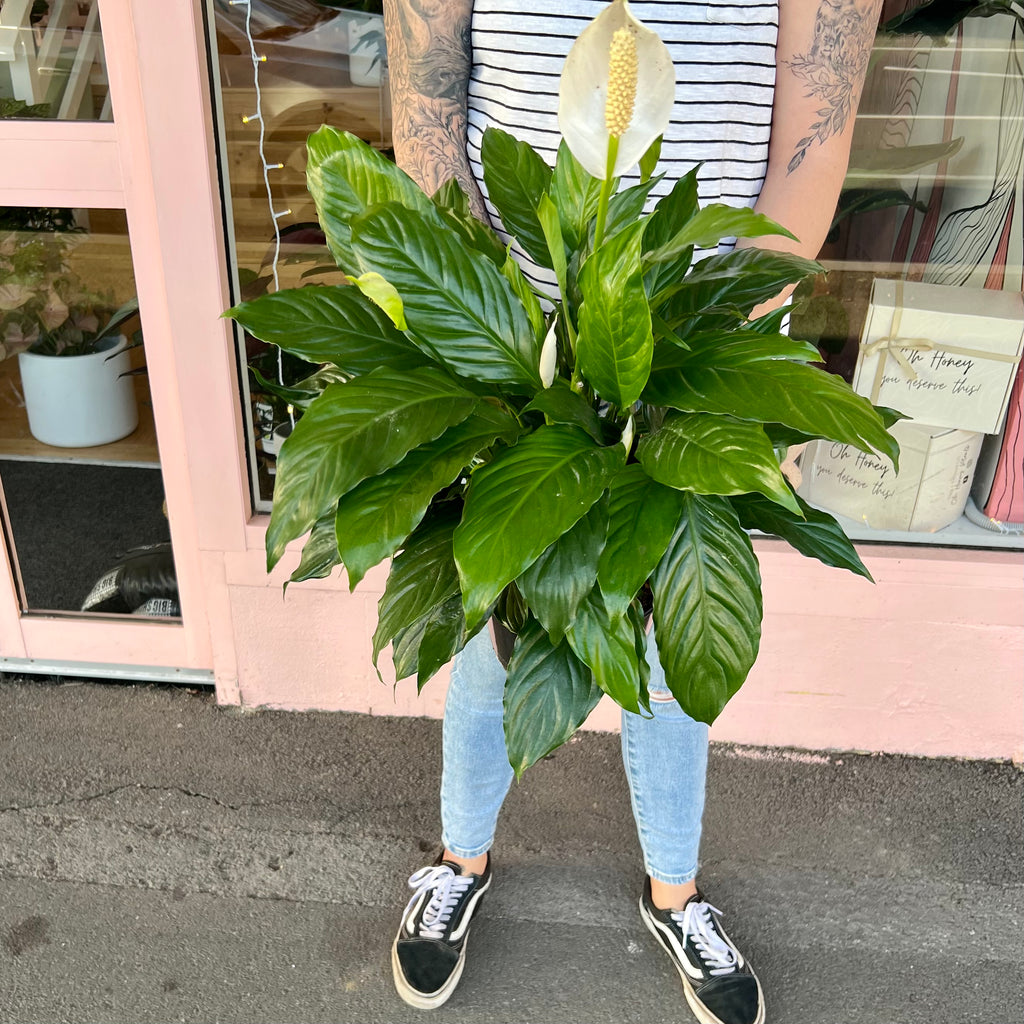 Peace Lily 200m