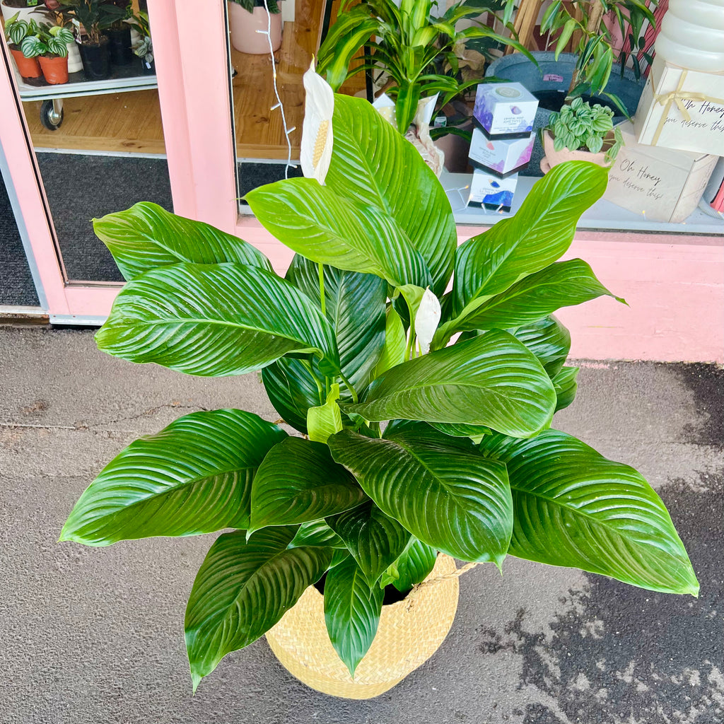 Peace Lily 250mm