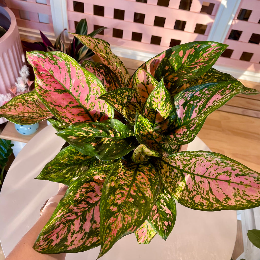 Lady Valentine Aglaonema 200mm