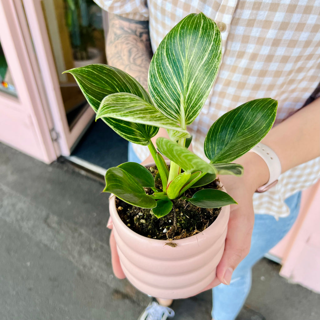 Philodendron Birkin 95mm + Assorted Pot COMBO